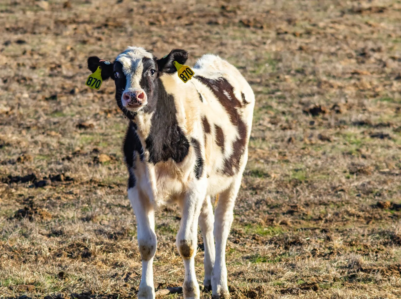 A black and white calf stands in a rural field, showcasing livestock in a natural setting.